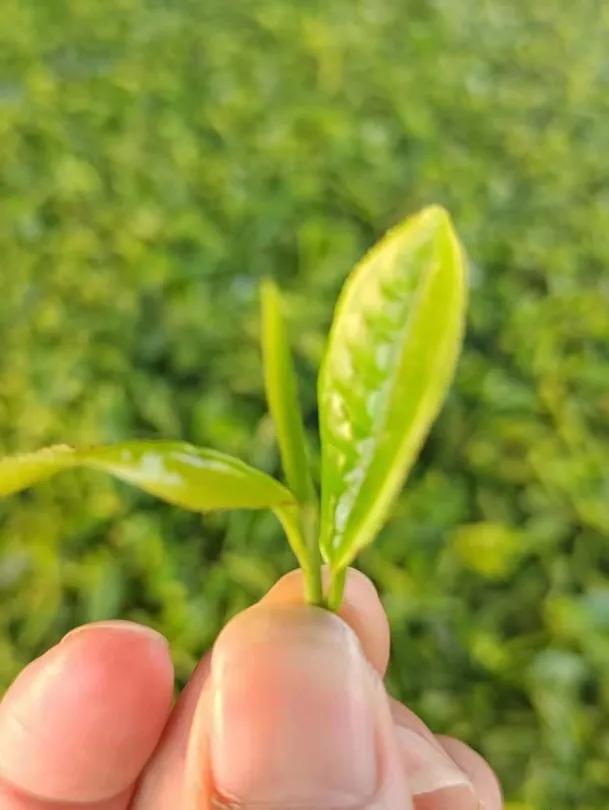 秋冬遛娃“药”新鲜！能吃能玩还能“养”，这条游玩路线一站式拿捏