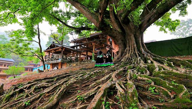 “桃源使者”杨丽枫：扎根柔软坝美，打造灵魂栖息地