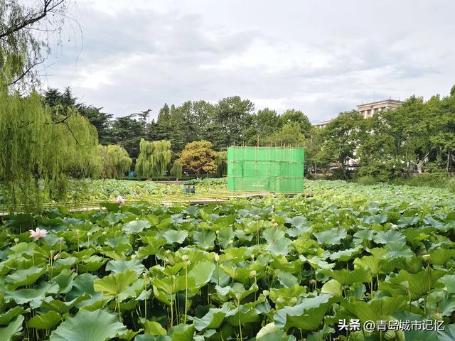 中山公园小西湖凉亭突然坍塌!重建还不到一年