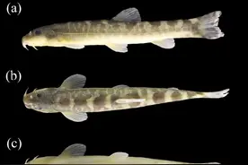 神农架发现新物种短须山鳅图片