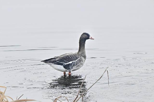 免费！无锡“巨无霸”公园火了