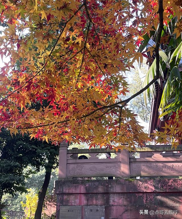 成都被私藏的彩林公园，流金溢彩，充满老城烟火气，地铁公交直达