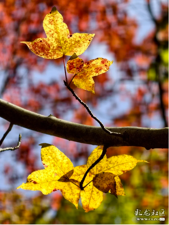 立冬 昆明植物园拾秋