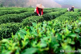 我国绿茶又遭欧盟警告，农药残留症结究竟在哪儿？图片