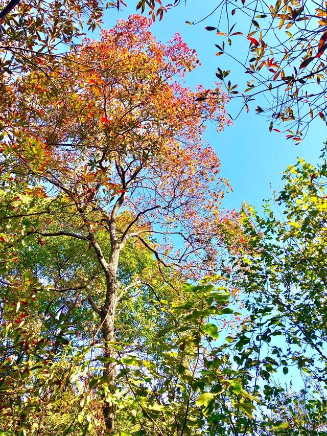 美篇：枫 叶 红 了