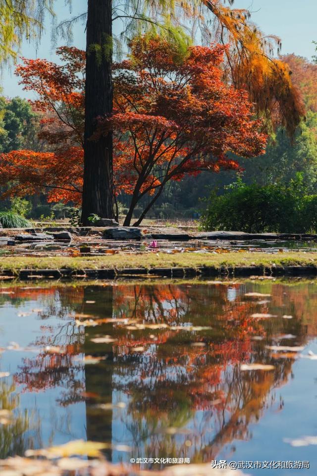 晴晴晴晴晴晴晴晴，东湖彩叶美出新高度！