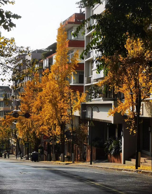 小径披金黄外衣，银杏叶片如金币，冬日里竟藏着流动画卷