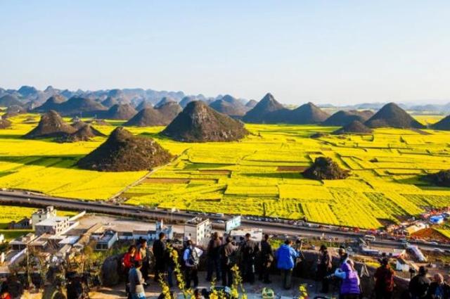 带着孙女去旅行（168）罗平油菜花海游