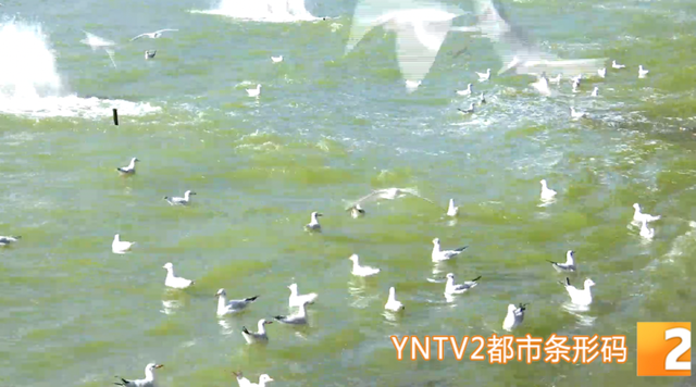 冬季限定！昆明海埂公园现新景观！鸥舞鱼跃人欢乐，快来打卡！