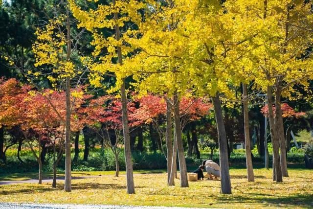 打卡限时浪漫，一键收藏隐珠街道最美秋色！