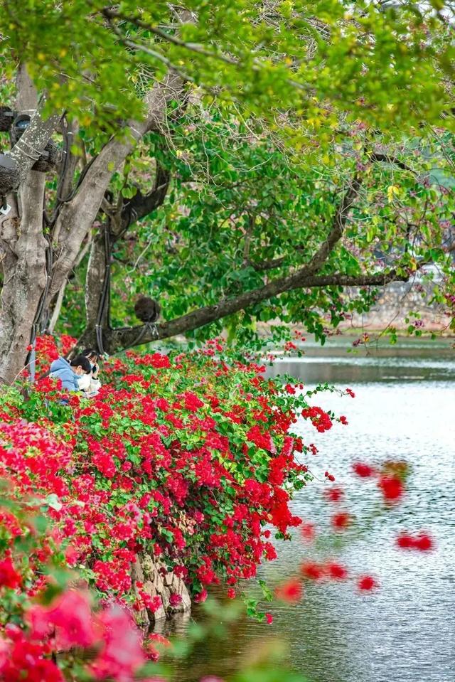 初冬“梅”好时光已至，惠城处处皆“花路”