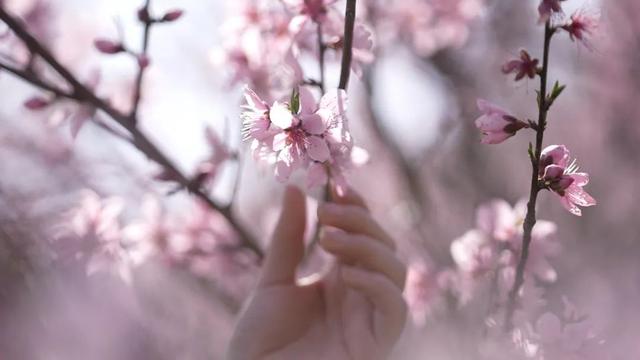 不枉等了一年！宁德赏桃花地图，春日顶流浪漫暴击~