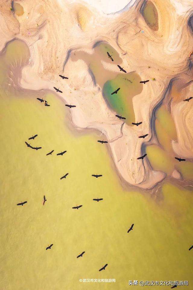 沙漠踏雪，只在武汉，最佳观赏期到了！