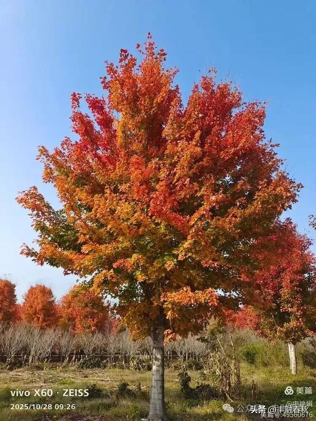 丹枫映秋，枫彩满楼｜申艳娟