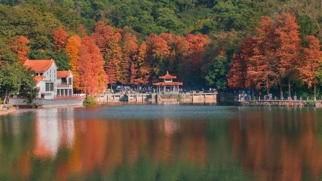 广东冬日封神路线！红叶燃秋、银杏铺金、禅钟洗心，12月出发正好