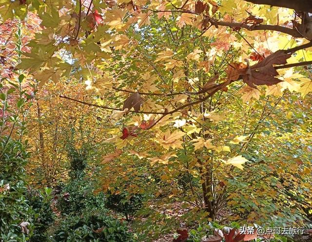成都近郊最大规模红枫来了，被严重冷落，不要门票，古镇美食诱人