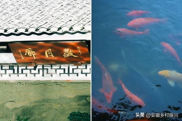 早晨6点去公园抱树