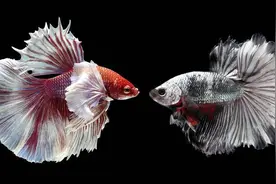 10大常见大热带观赏鱼图片