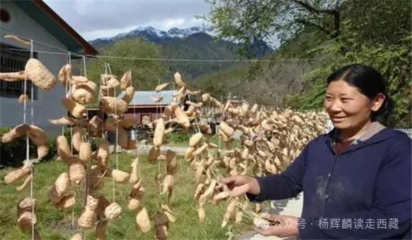 林芝波密，被称为“西藏瑞士”，有中国最美的原始森林