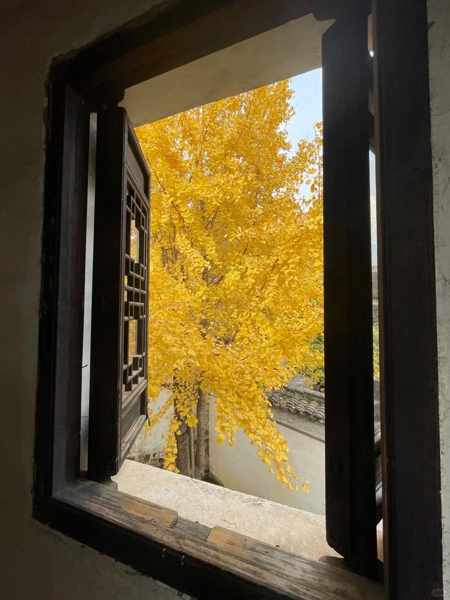 江苏“洪武银杏”变黄了,650年没结过果,但43年前却结出7粒白果