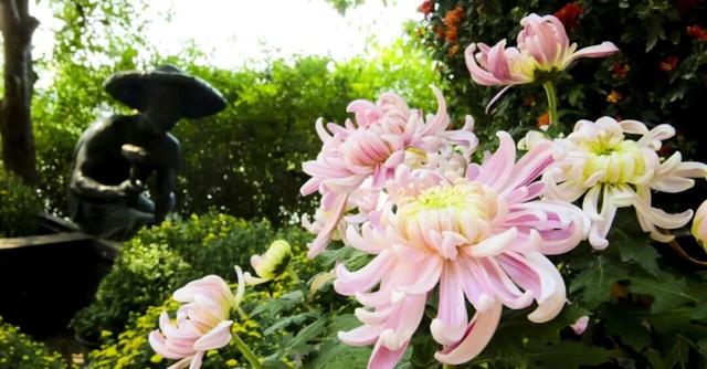 【金秋盛宴】国庆相约台儿庄古城，菊花展即将惊艳绽放！