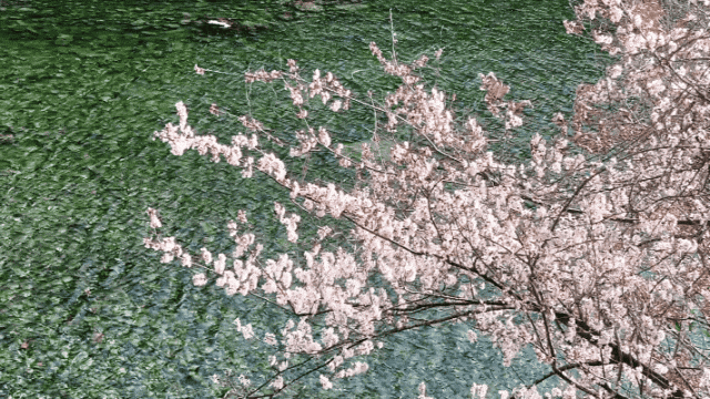 花开陇南，春风十里等你来