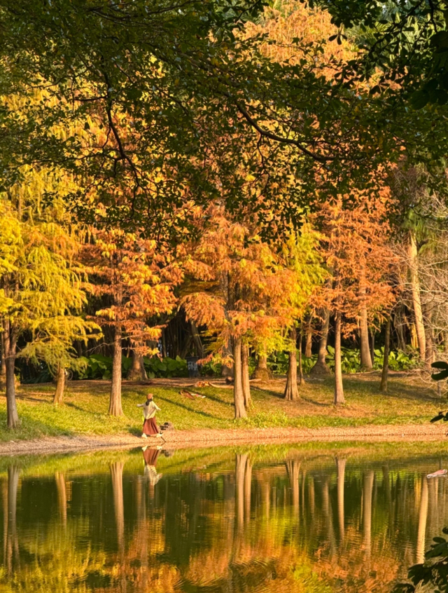 不想人挤人？番禺这些落羽杉小众观景点美成童话！