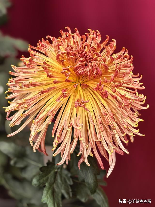 秋风独宠一园菊，晚来香艳出樊篱——北京北海公园2025年菊花展