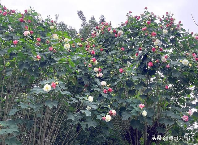 成都市区最美芙蓉花，王者风范，植物迷宫更是惊艳，不要门票！