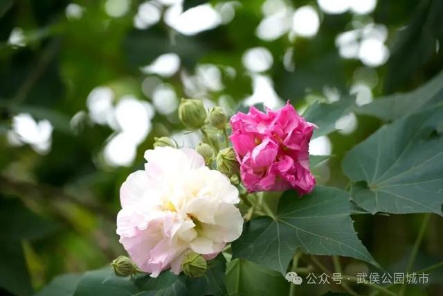 天府芙蓉园花开烂漫，邀请你来一场和秋天的浪漫约会