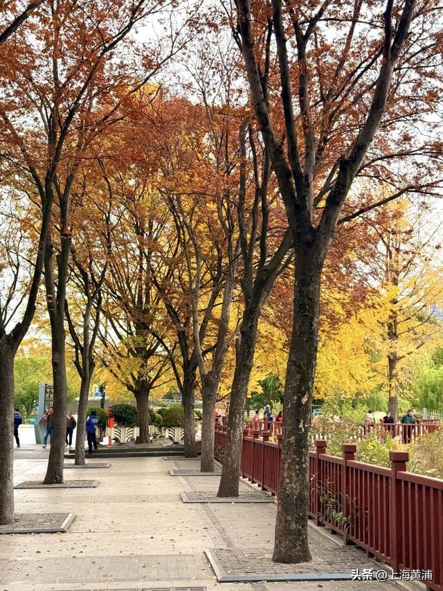 魔都秋日隐藏款！这里的银杏会“穿越”陆家嘴天际线