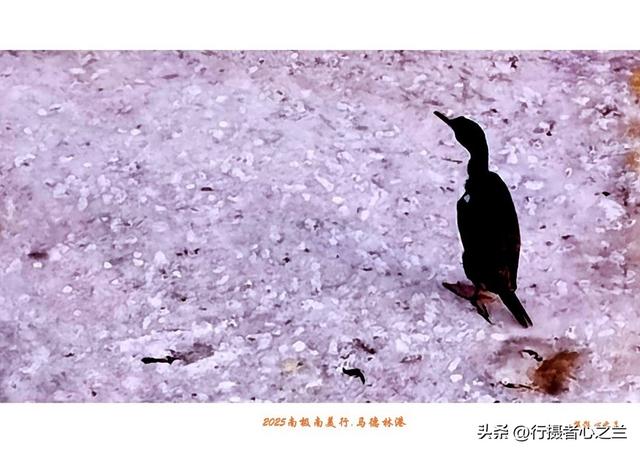 南极南美三国行游影记（71）—阿根廷马德林港（二）