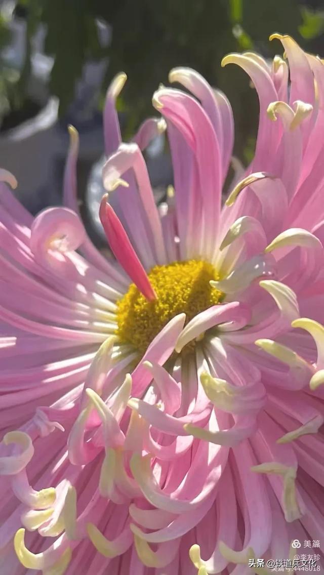 李友珍||岁月倏然·菊韵飘香——紫竹院公园的菊展