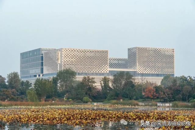 陕西渭南：人民公园银杏林色彩纷呈 祥和美丽 秋色宜人