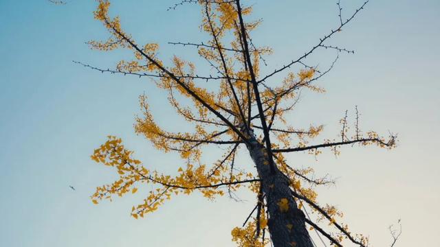 济宁初冬的凤凰台植物园美到犯规