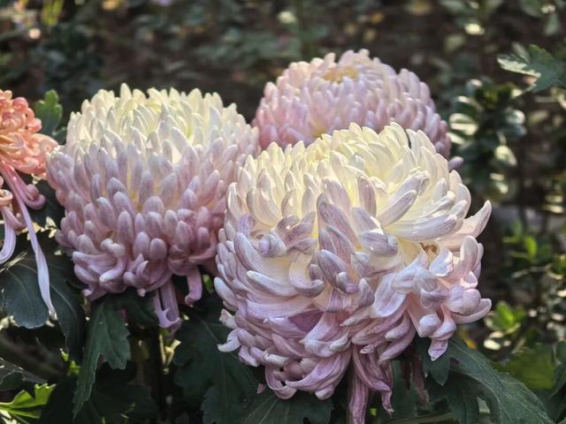 太美了！九江人私藏的赏菊地，错过等一年