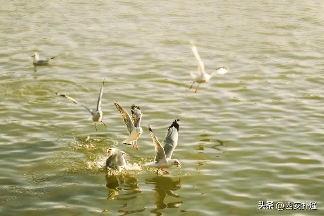 西安出发当日往返，天鹅湖游玩全攻略！