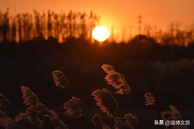 气温骤降8℃,「雪」要来了!在淄博,邂逅一场白色浪漫→