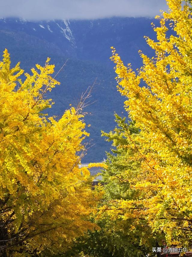 有一种叫云南的生活｜大理古城银杏，太美了！