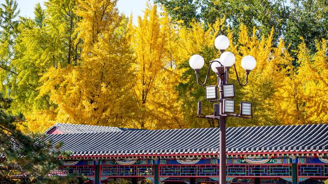 中山公园赏银杏