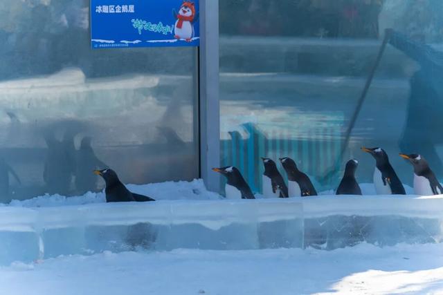 呼和浩特欢乐冰雪节亲子票上线！高性价比溜娃！