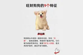 旺财狗狗的9大特征，你家狗狗中了几条？图片