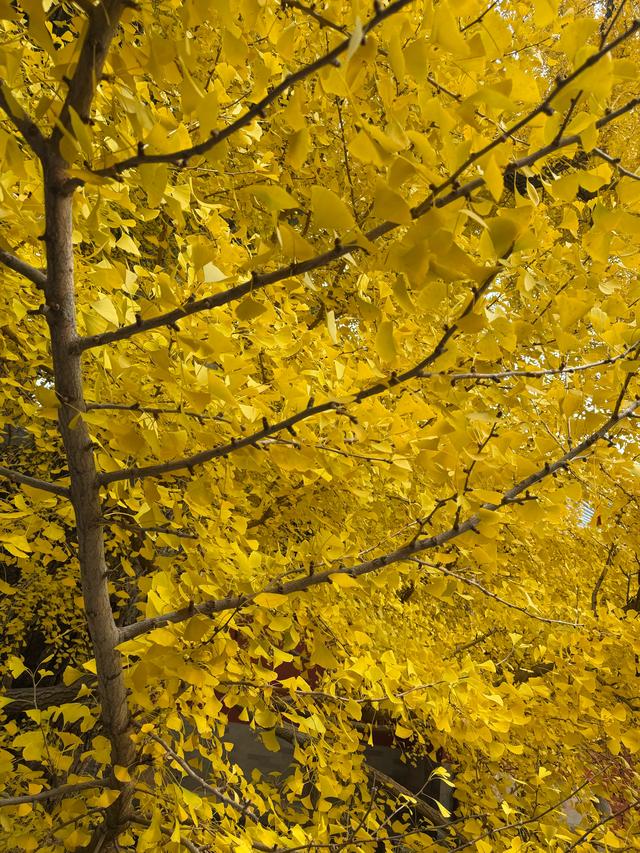 甘撒金缕苒秋寰