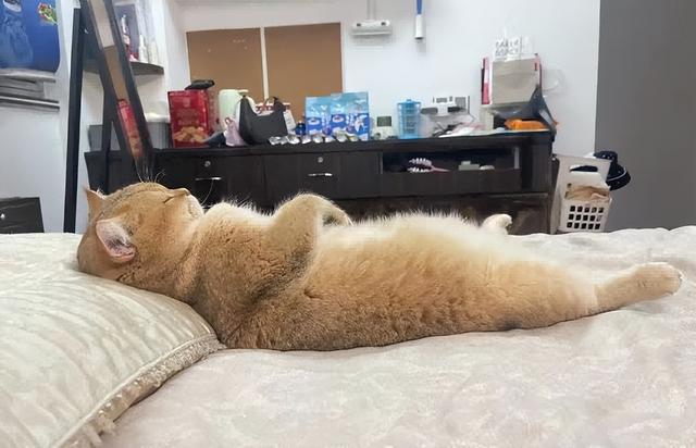 爸爸教猫爬梯子上床，结果第二天看到…网友：这猫是人教版的！