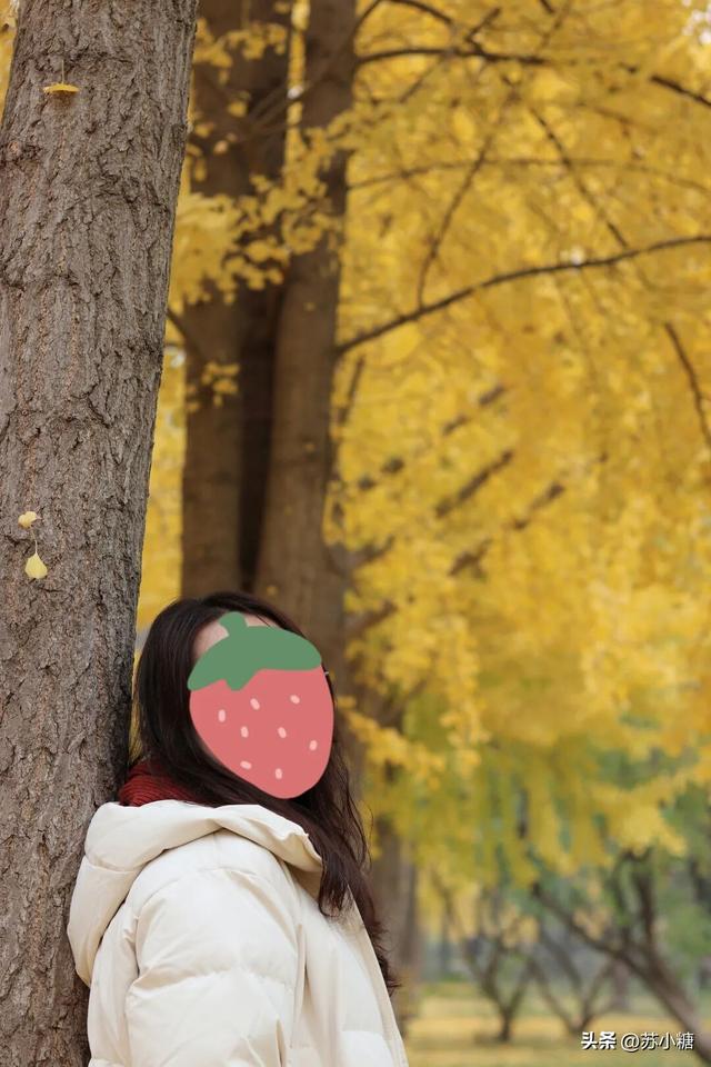 【石家庄】河北经贸大学银杏节预览，随手一拍都是壁纸