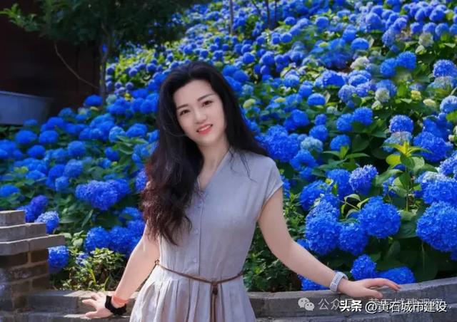 朋友圈C位预定！黄石一景区200亩绣球花将成蓝色海洋