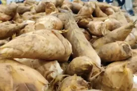 冬笋大量上市，价格比往年便宜图片