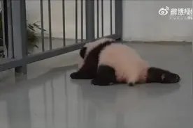 熊猫崽崽手脚并用在地上划拉超级萌 网友：小团子蛄蛹着蛄蛹着就会走会跑了。图片