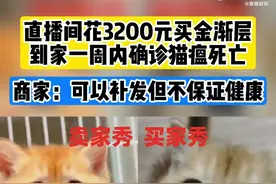 3200元直播间买金渐层刚到家就死亡图片
