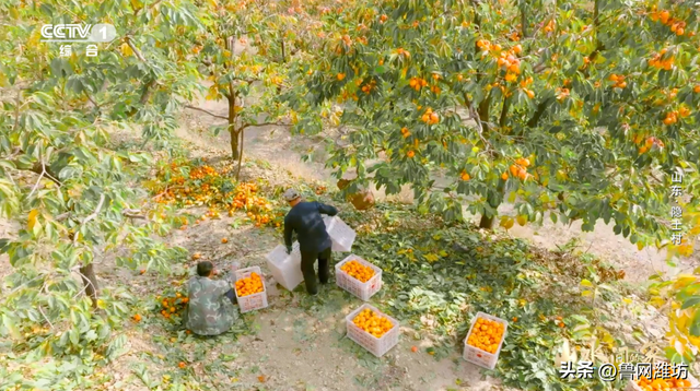 秋天的潍坊，是谁惊艳你的朋友圈？